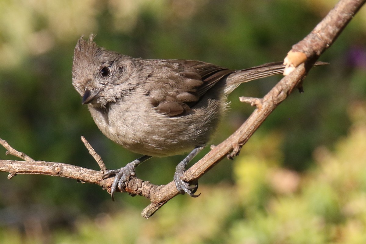 Mésange unicolore - ML638425282