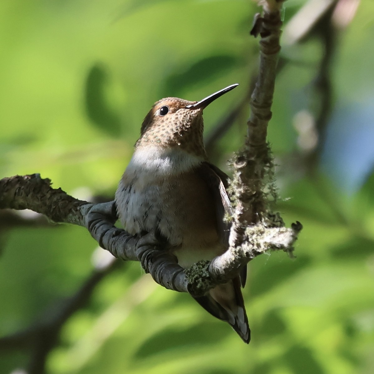 Rufous Hummingbird - ML638425292