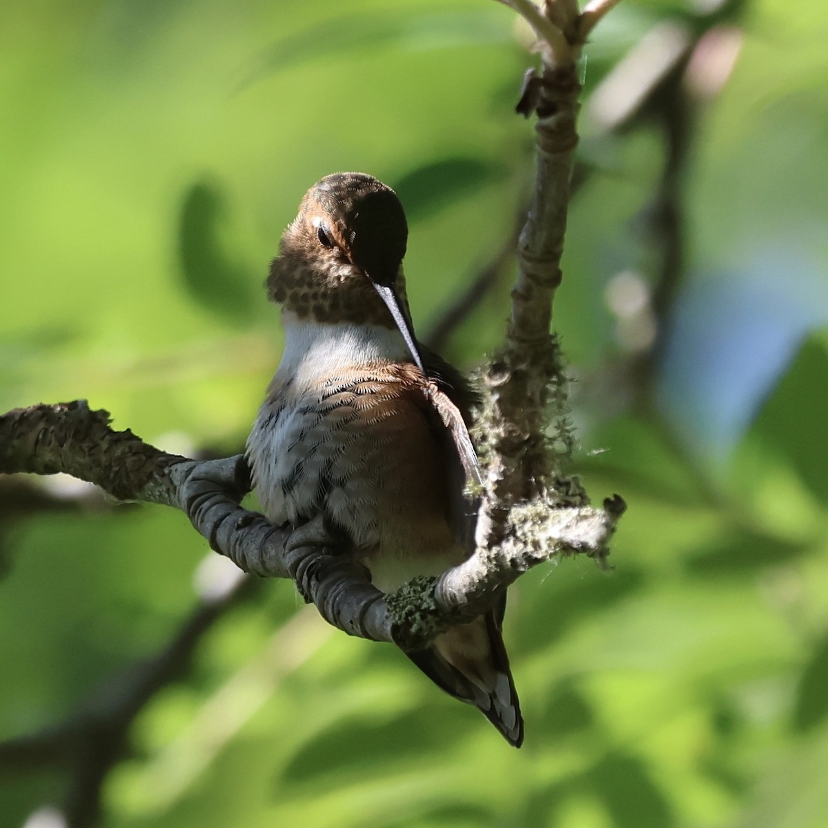 Rufous Hummingbird - ML638425293