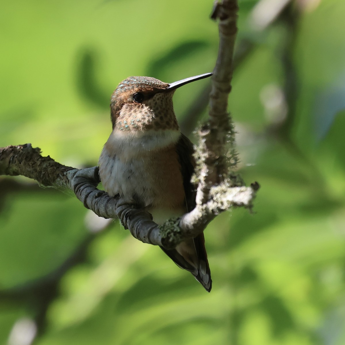 Rufous Hummingbird - ML638425294