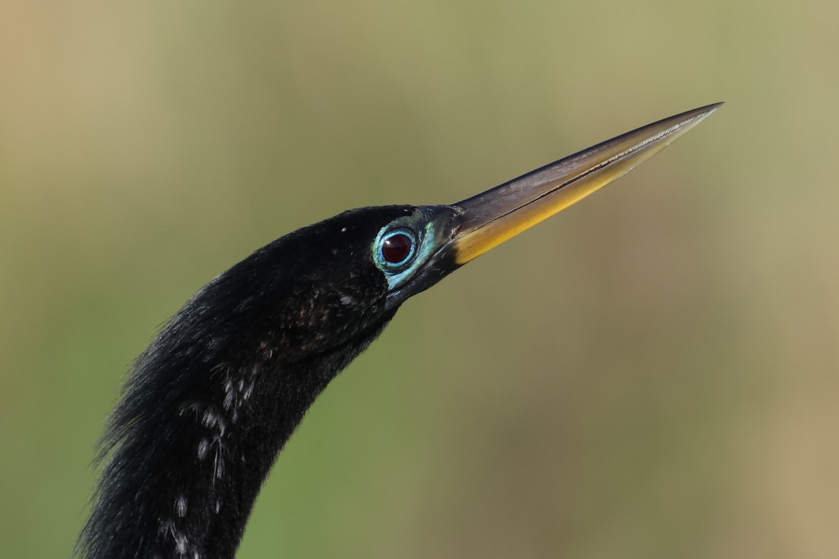 Anhinga d'Amérique - ML638425313