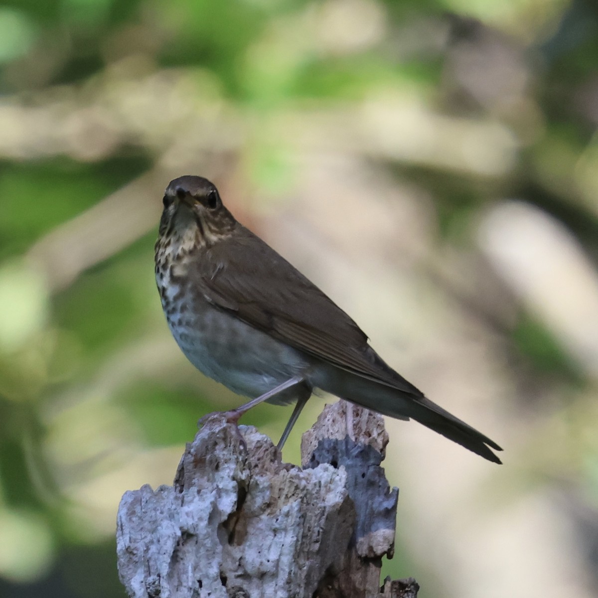 Grive à dos olive - ML638425316