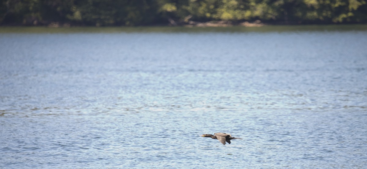 Cormoran à aigrettes - ML638425317