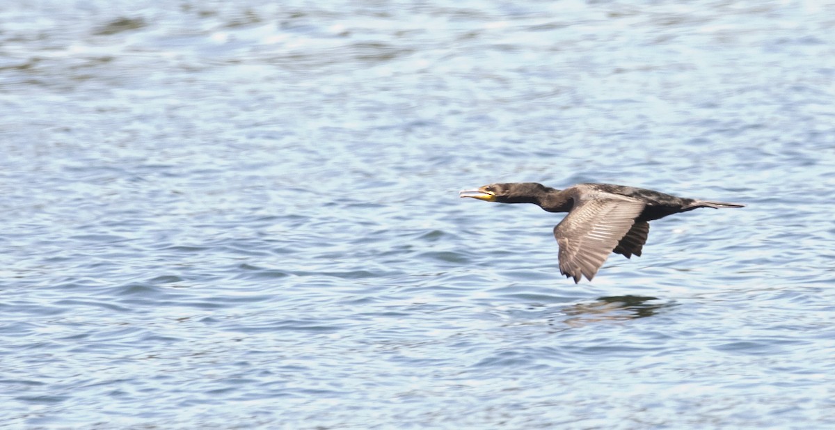 Cormoran à aigrettes - ML638425320