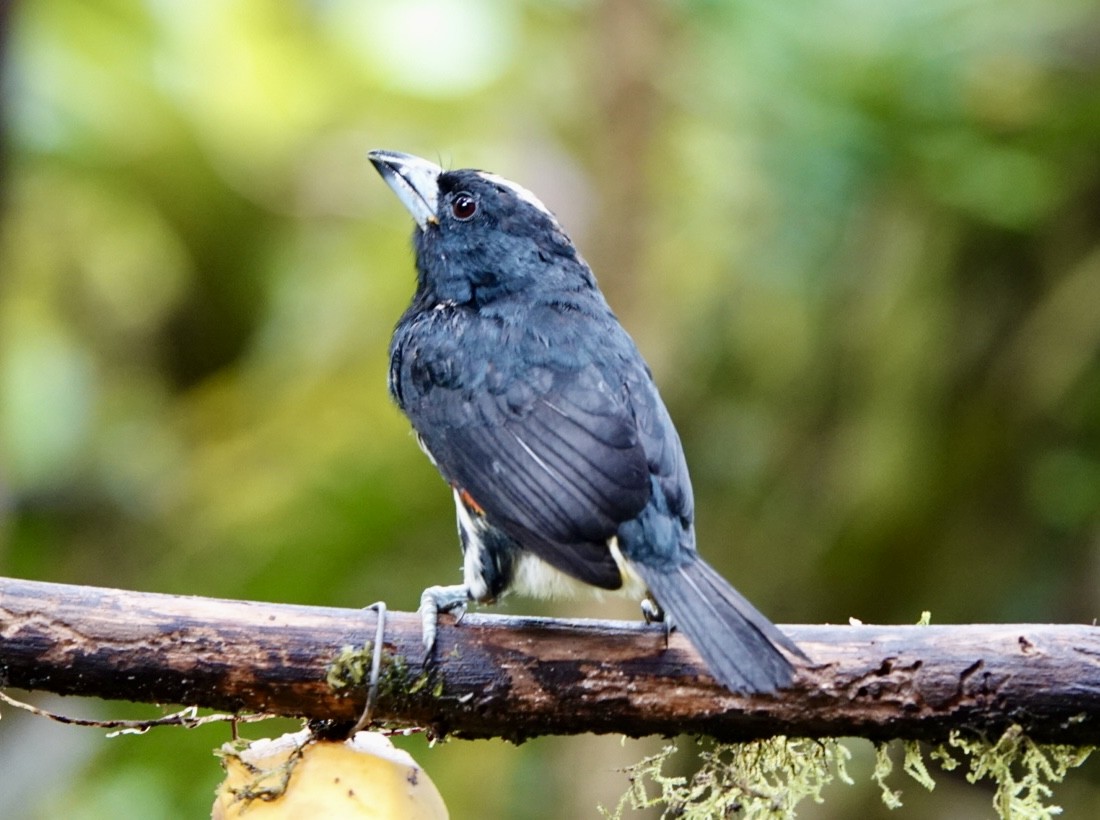Spot-crowned Barbet - ML638425357
