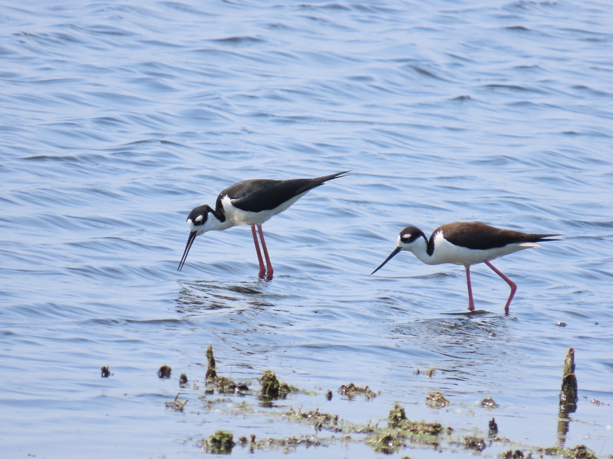 Black-necked Stilt - ML638425358
