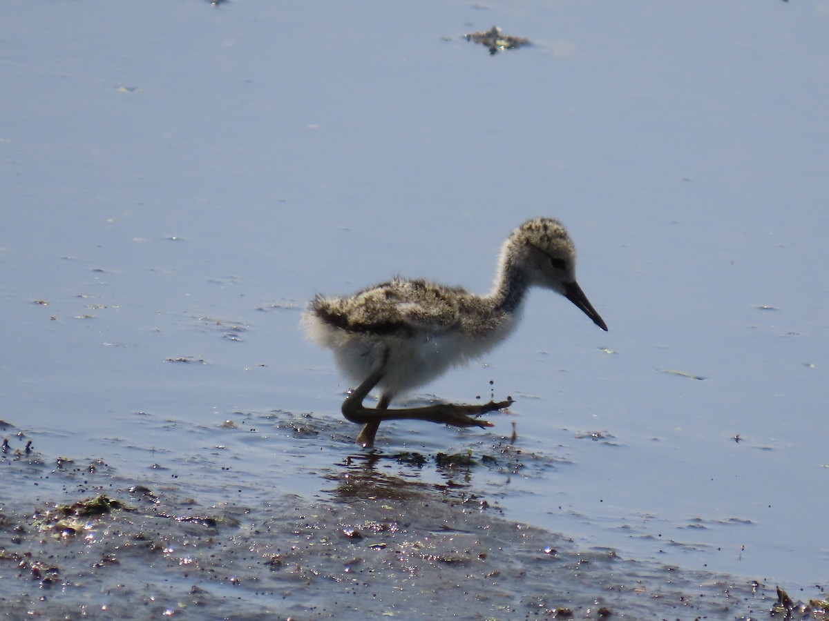 Black-necked Stilt - ML638425371