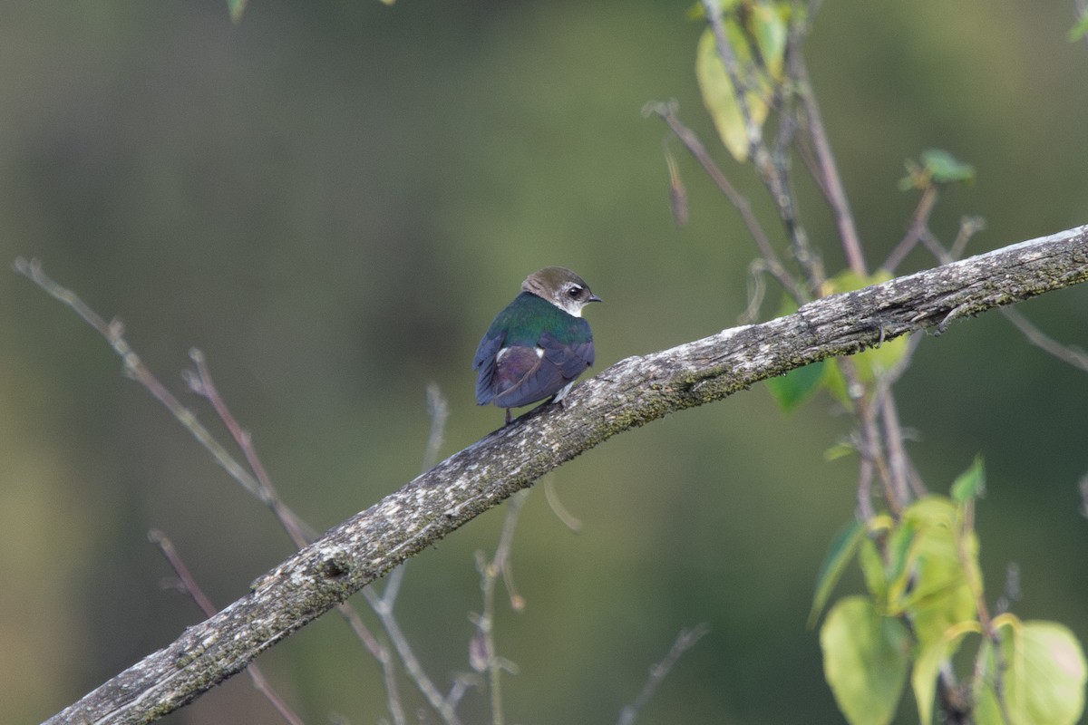 Violet-green Swallow - ML638425402