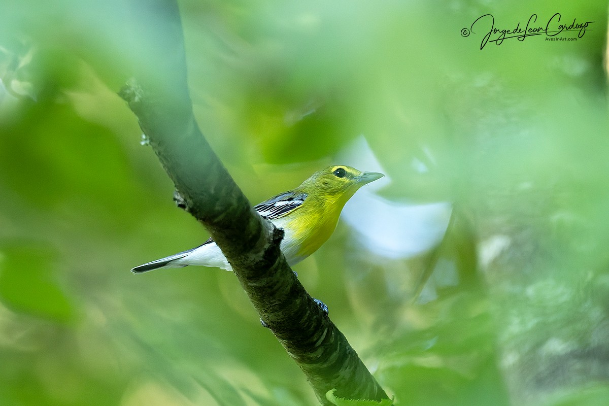 Yellow-throated Vireo - ML638425403