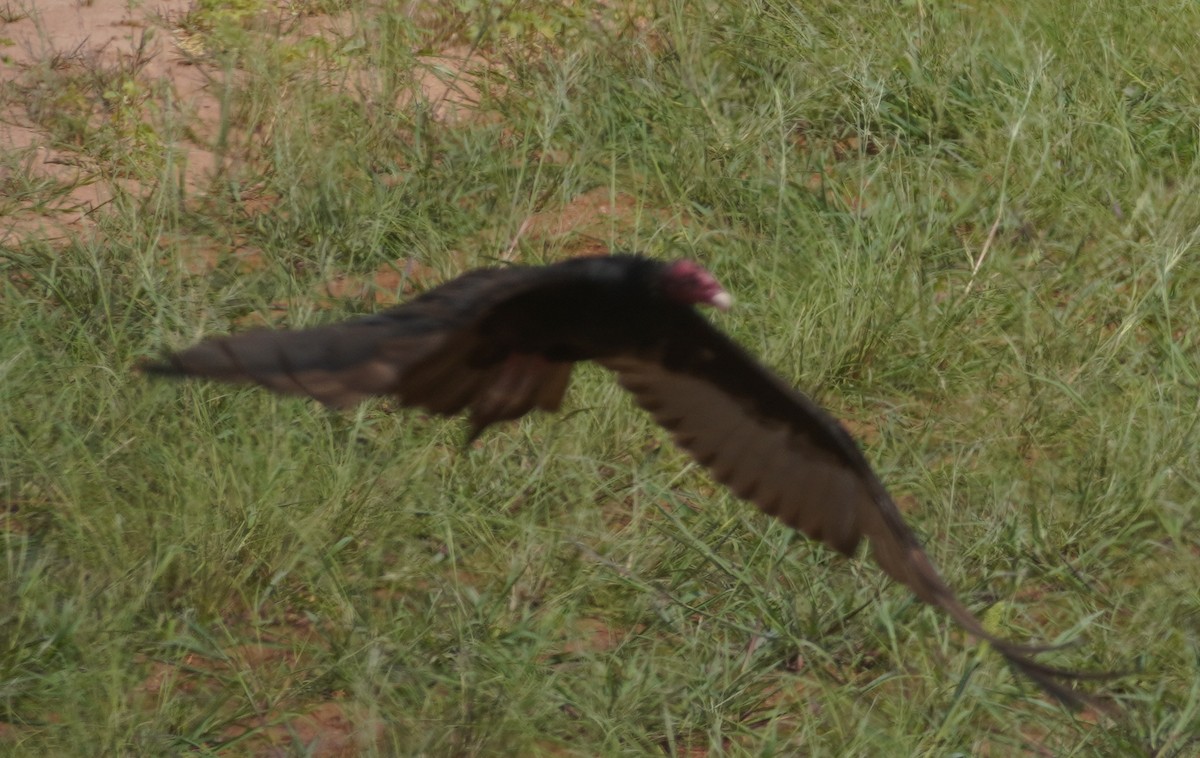 Turkey Vulture - ML638425405