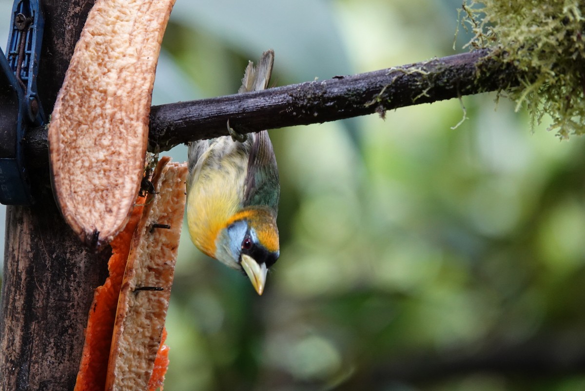 Red-headed Barbet - ML638425409