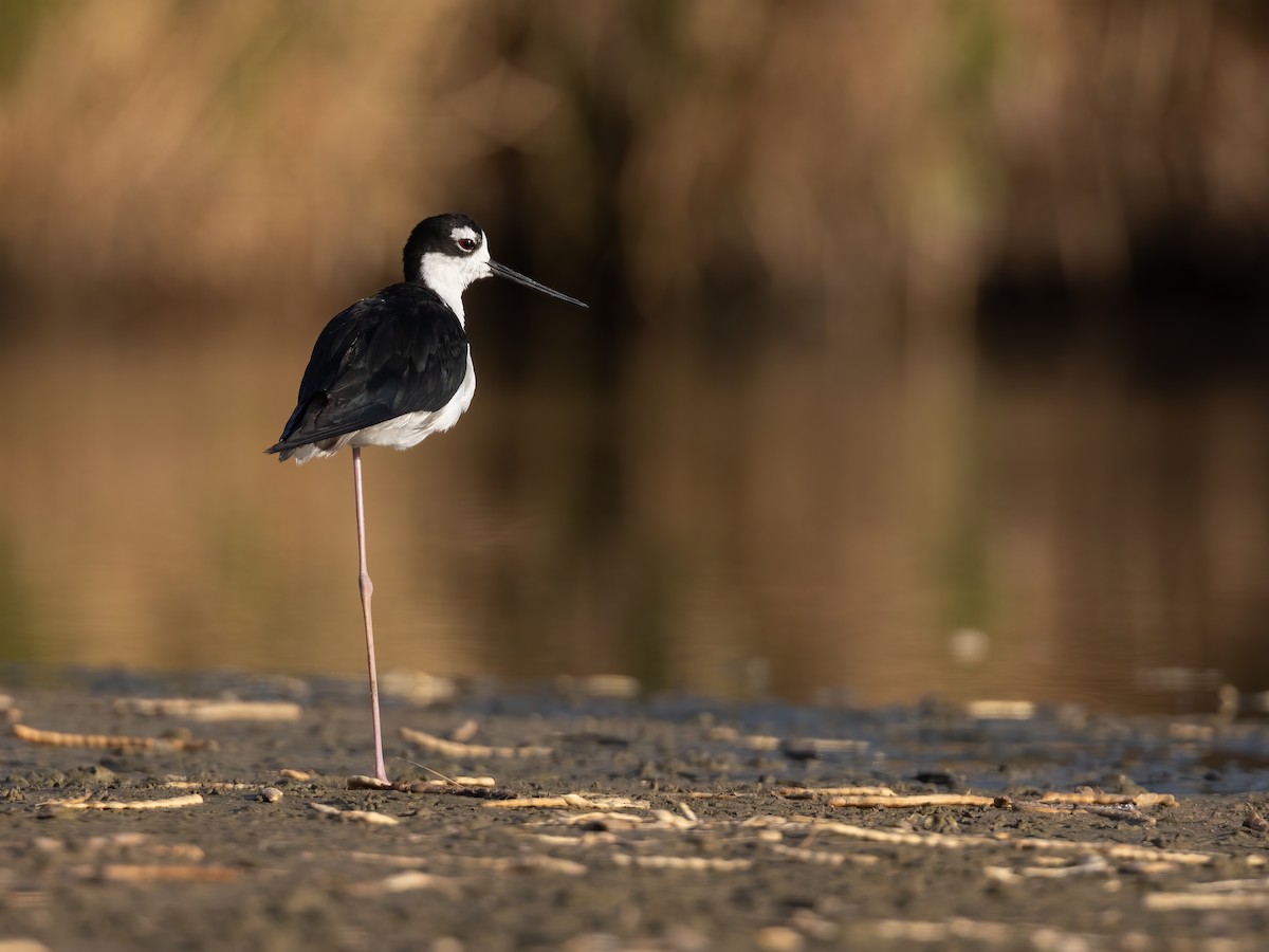 Black-necked Stilt (Black-necked) - ML638425411