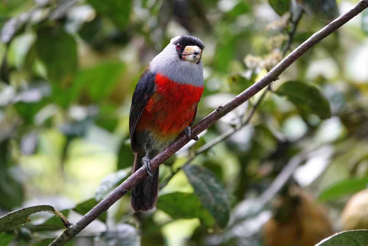 Toucan Barbet - ML638425419