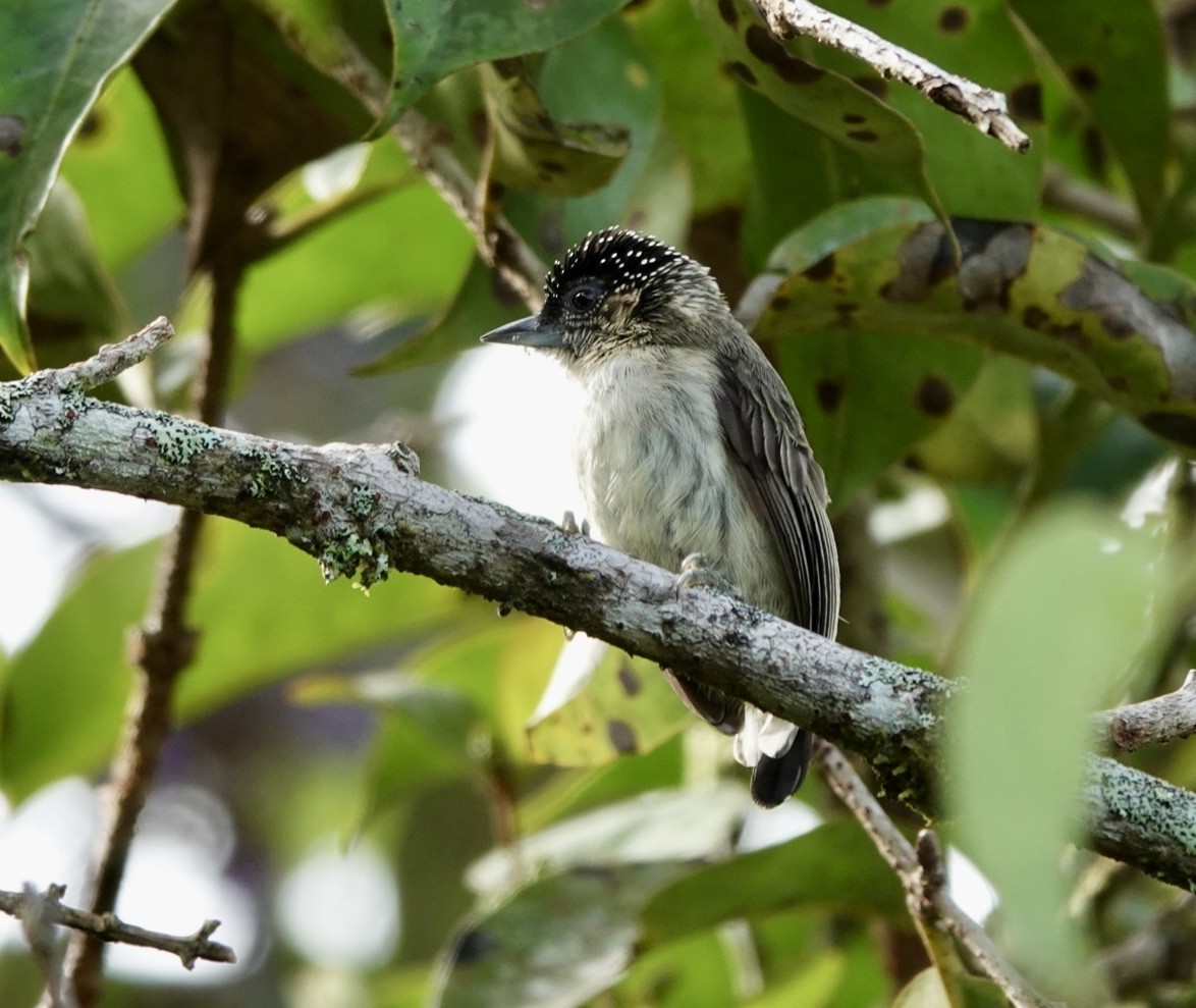 Grayish Piculet - ML638425465