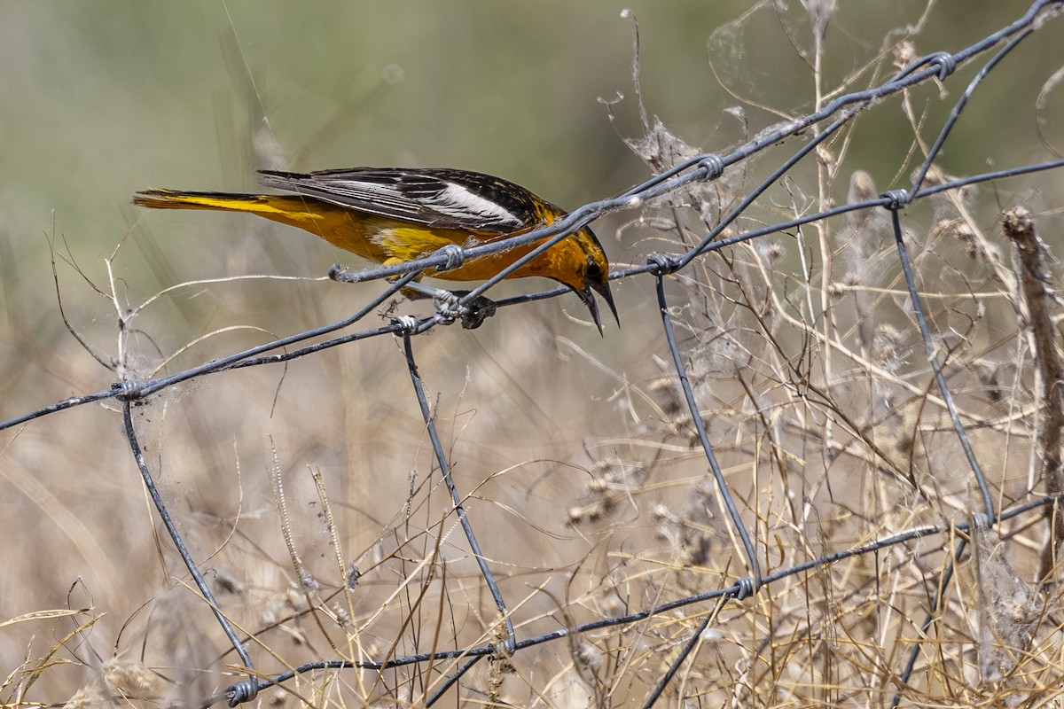 Bullock's Oriole - ML638425498