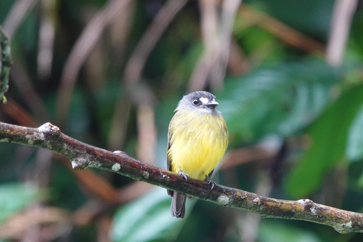 Ornate Flycatcher - ML638425577