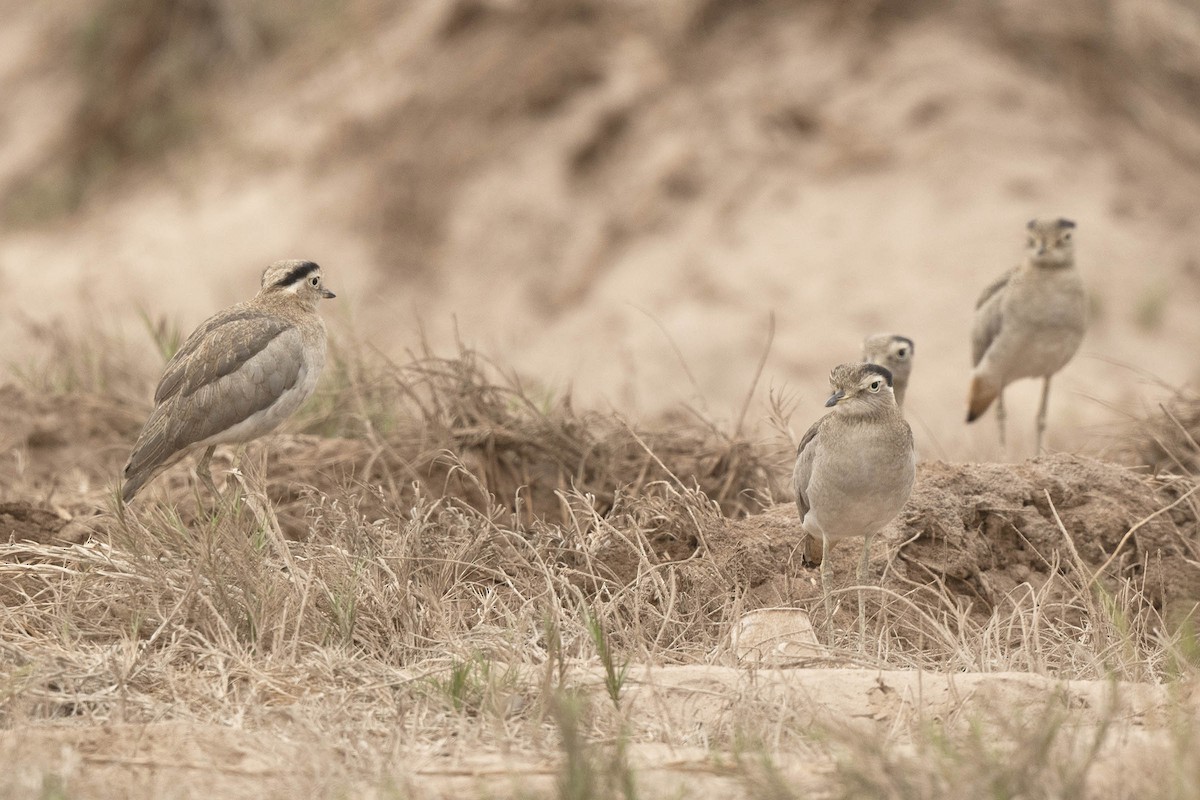 Peruvian Thick-knee - ML638425595