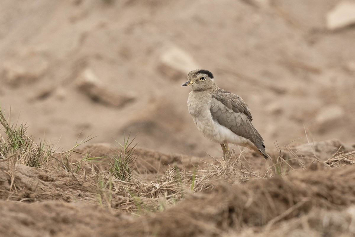 Peruvian Thick-knee - ML638425597