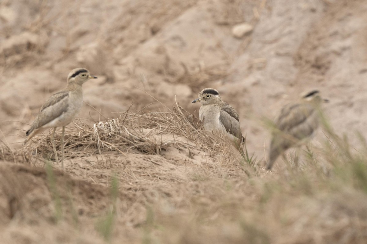 Peruvian Thick-knee - ML638425604