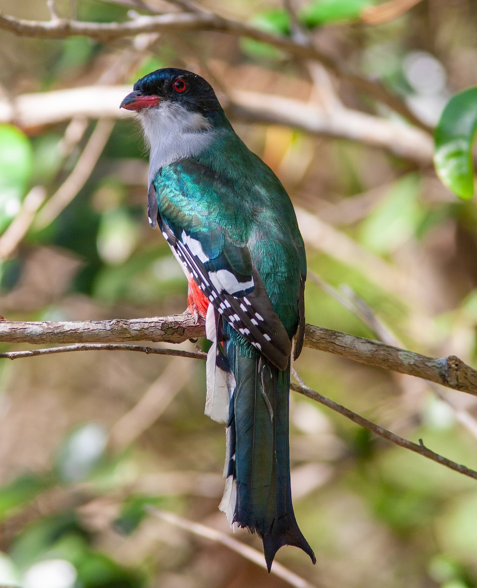 Cuban Trogon - ML638425605