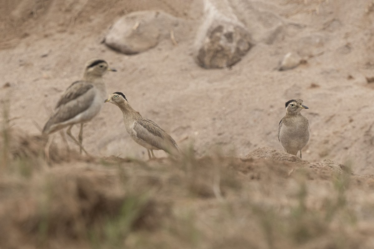 Peruvian Thick-knee - ML638425606