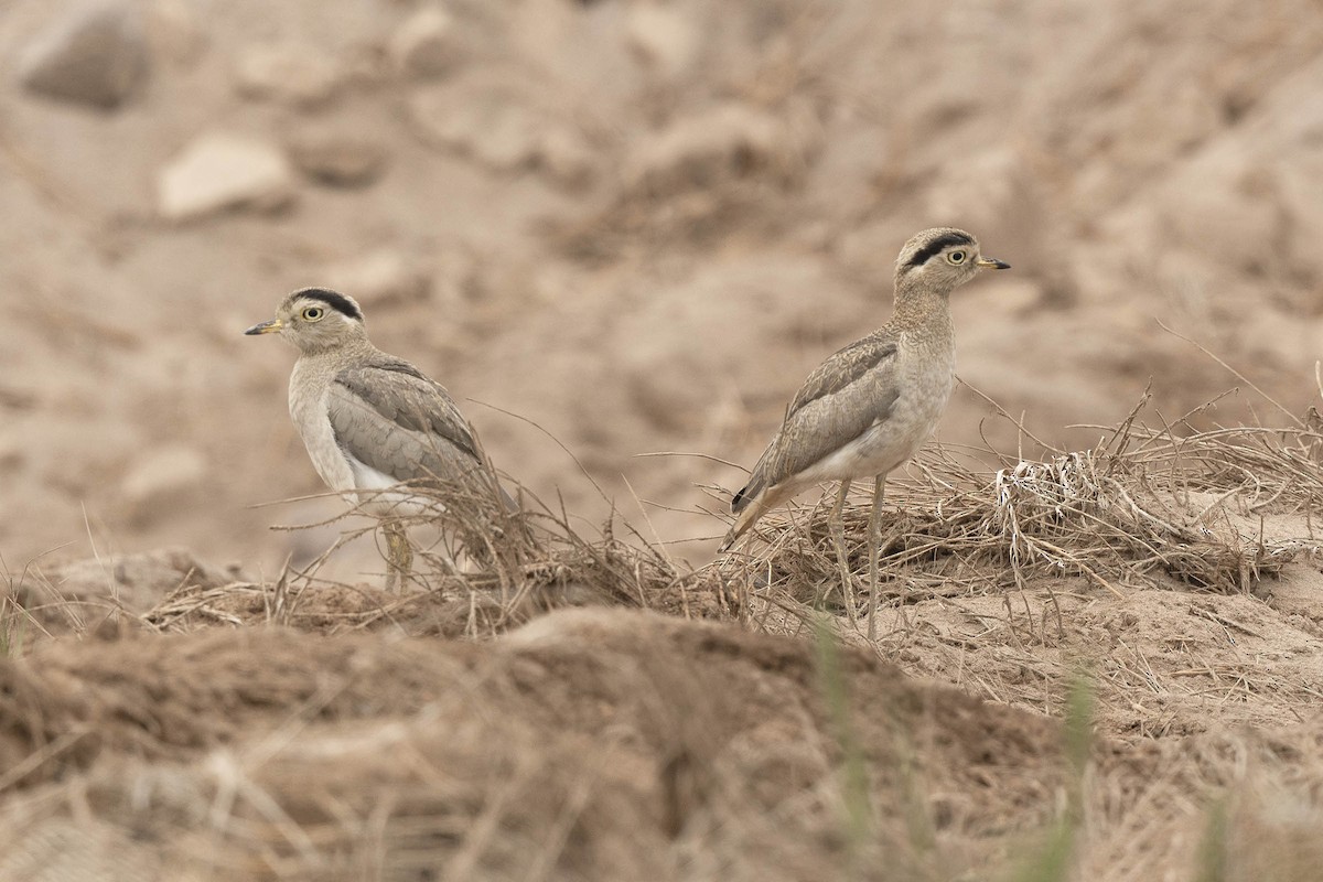 Peruvian Thick-knee - ML638425608