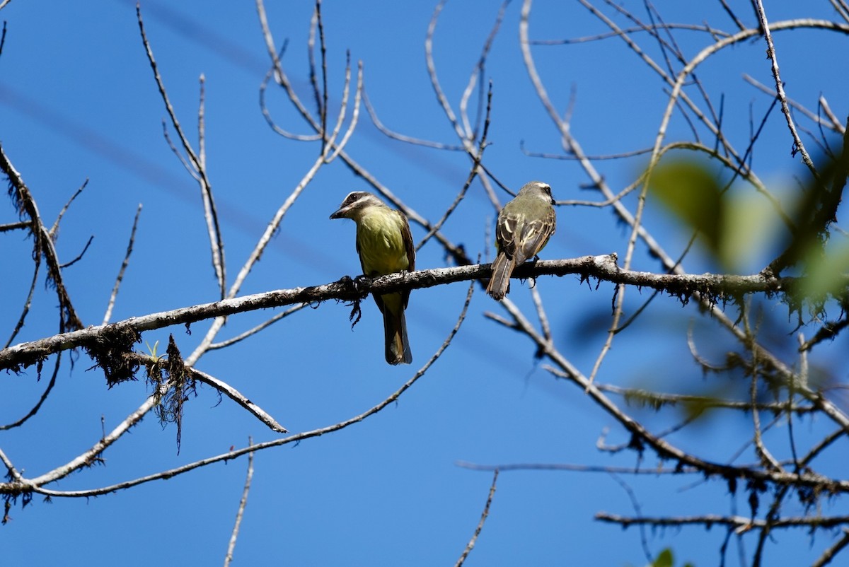 Golden-bellied Flycatcher - ML638425610