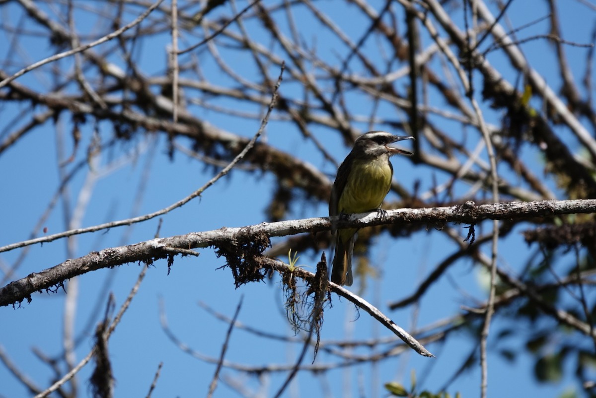 Golden-bellied Flycatcher - ML638425611