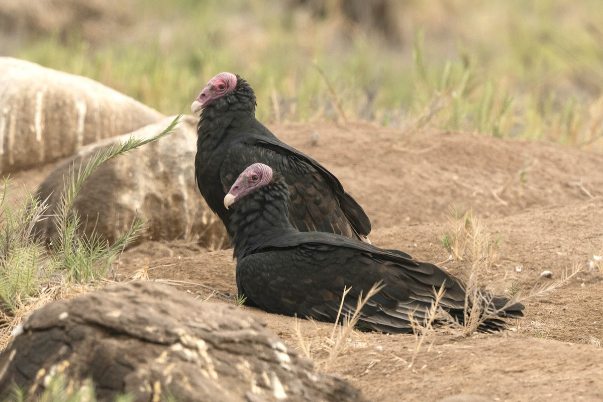 Turkey Vulture - ML638425613