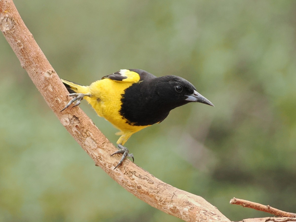 Scott's Oriole - ML638425614