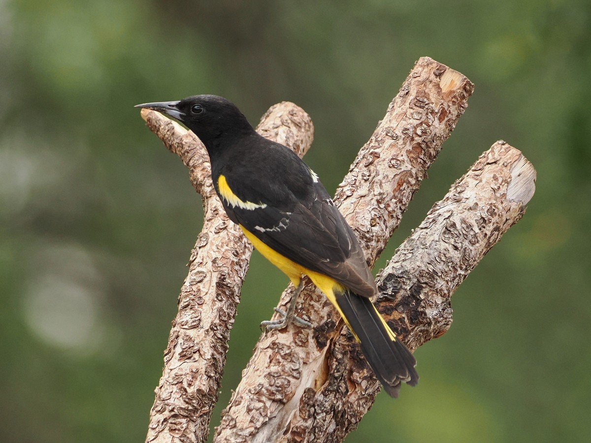 Scott's Oriole - ML638425623