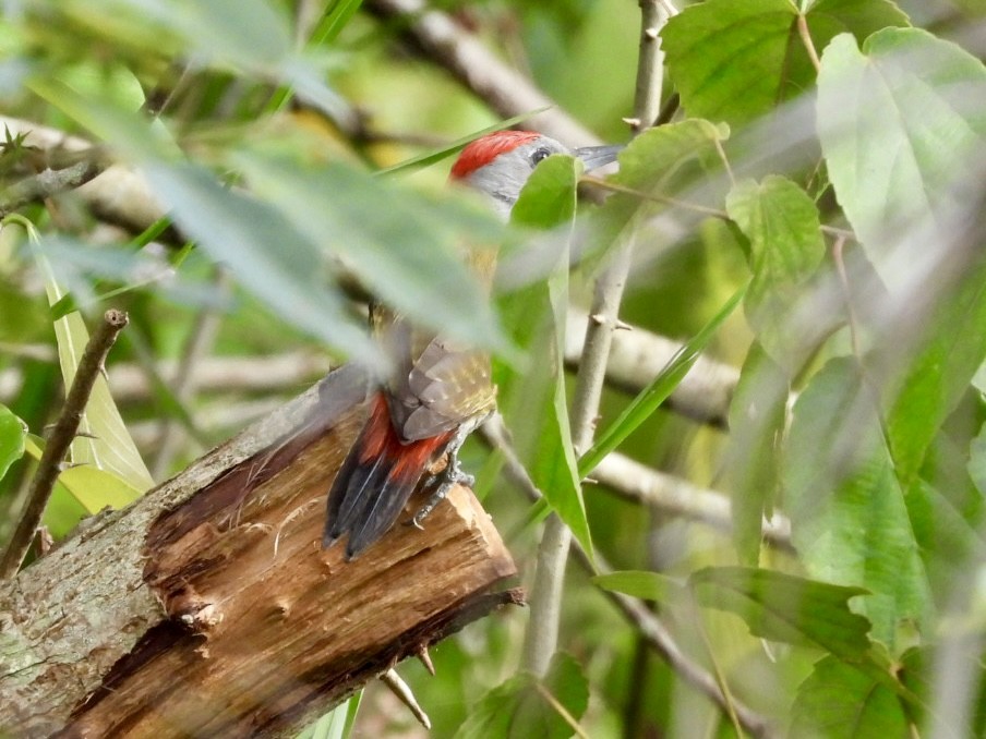 African Gray Woodpecker - ML638425687