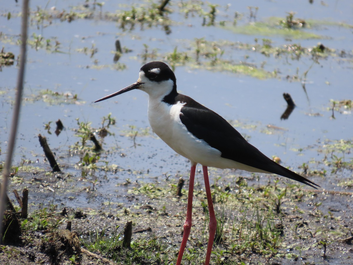 Black-necked Stilt - ML638425702