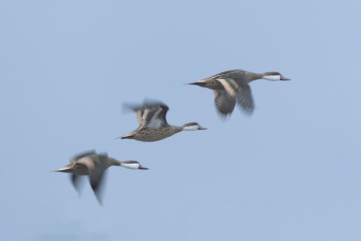 White-cheeked Pintail - ML638425725