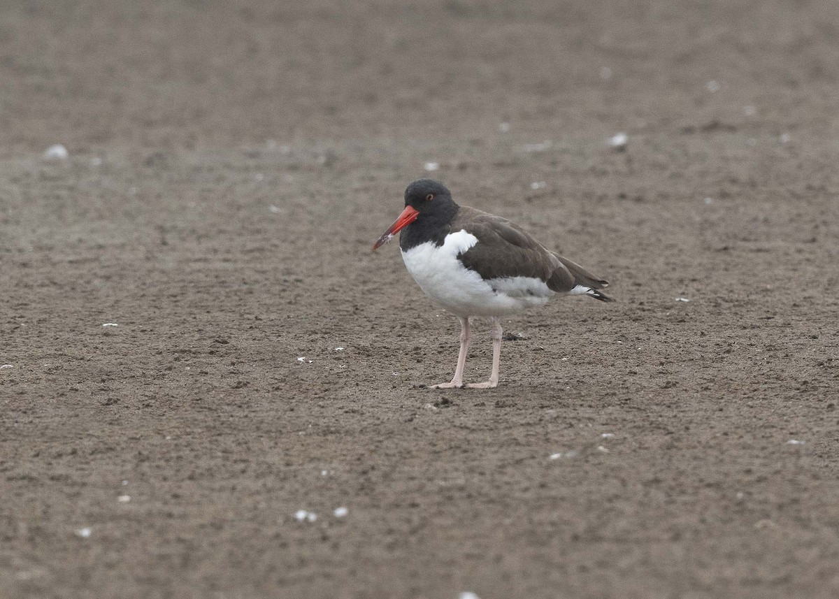 American Oystercatcher - ML638425732