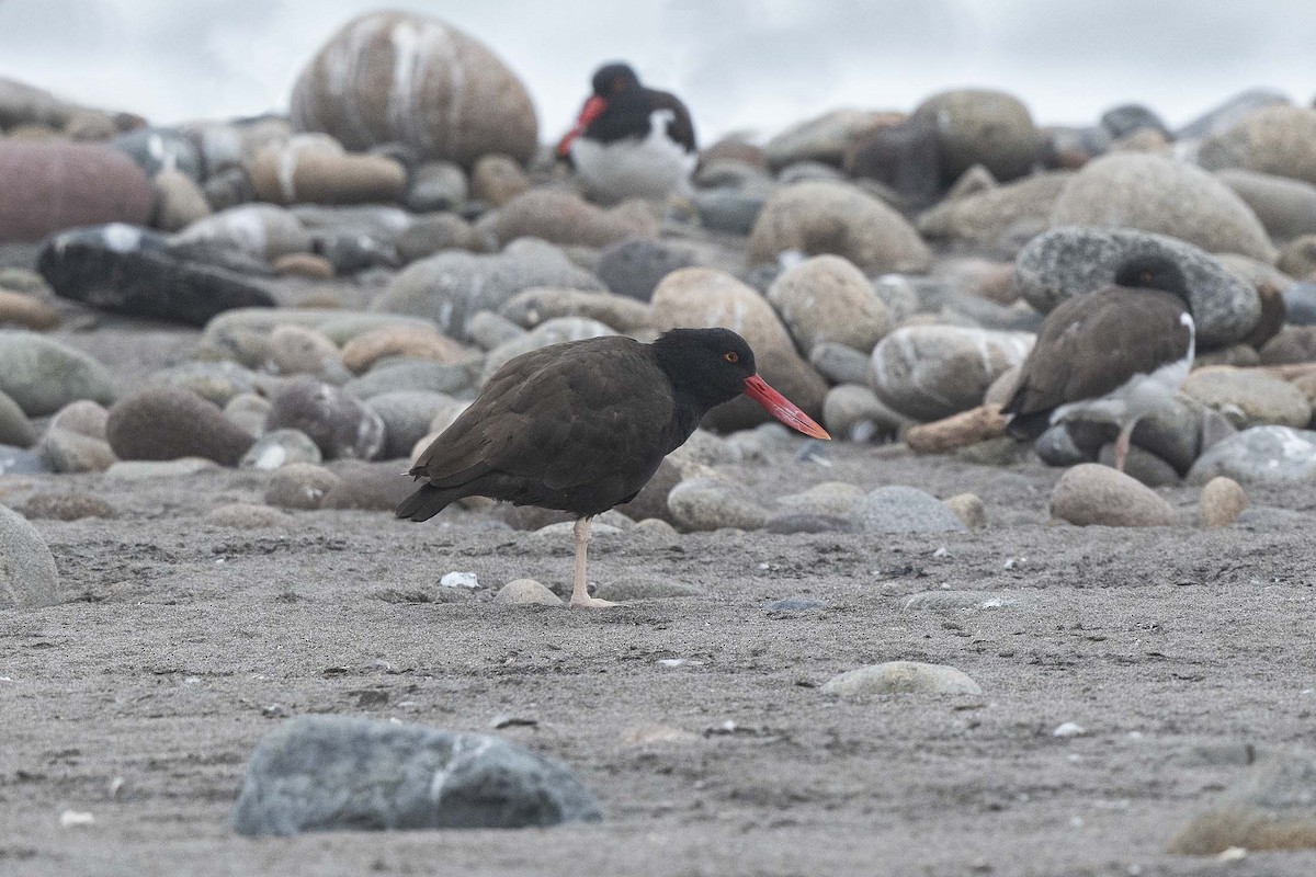 Blackish Oystercatcher - ML638425741