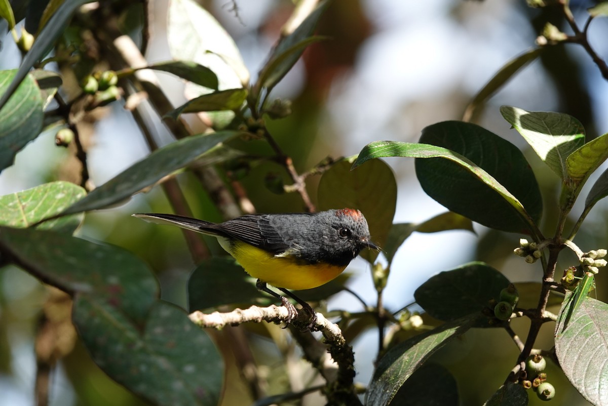 Slate-throated Redstart - ML638425746