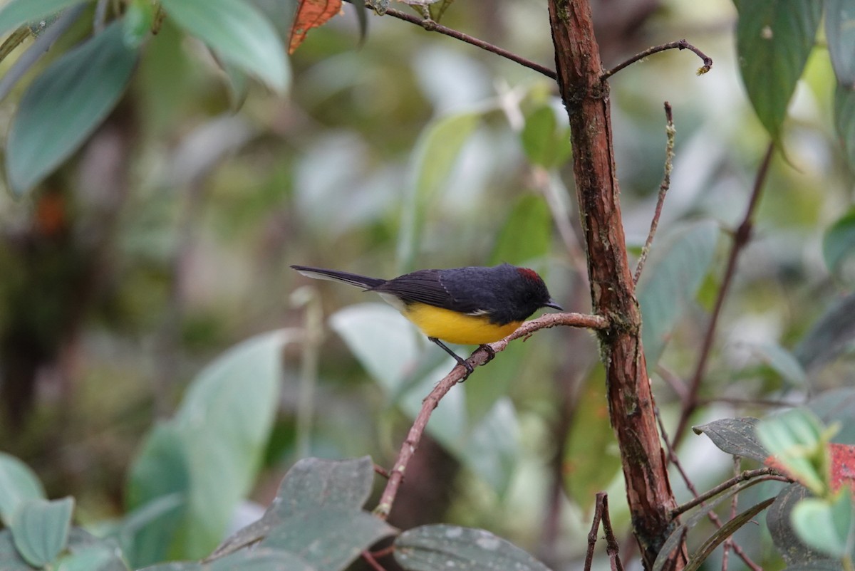 Slate-throated Redstart - ML638425747