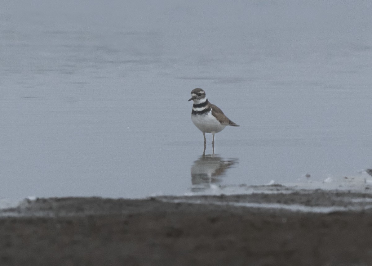 Killdeer - ML638425750