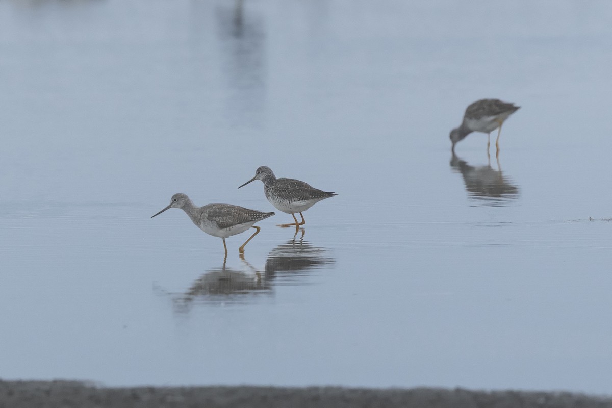 Greater Yellowlegs - ML638425753