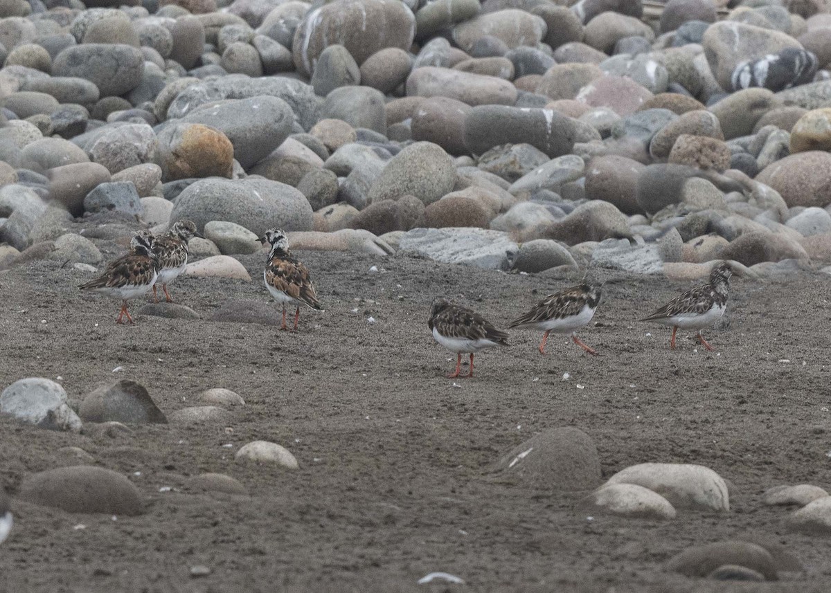 Ruddy Turnstone - ML638425756