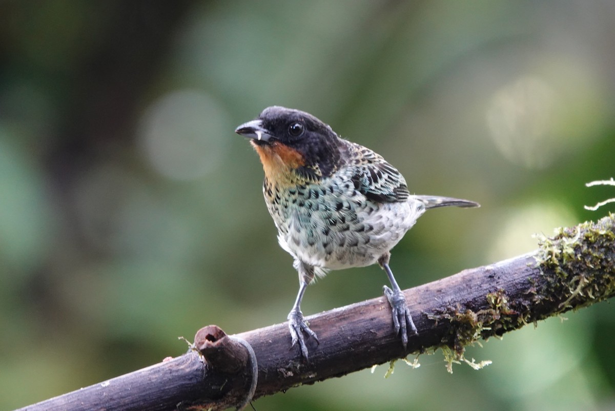 Rufous-throated Tanager - ML638425758