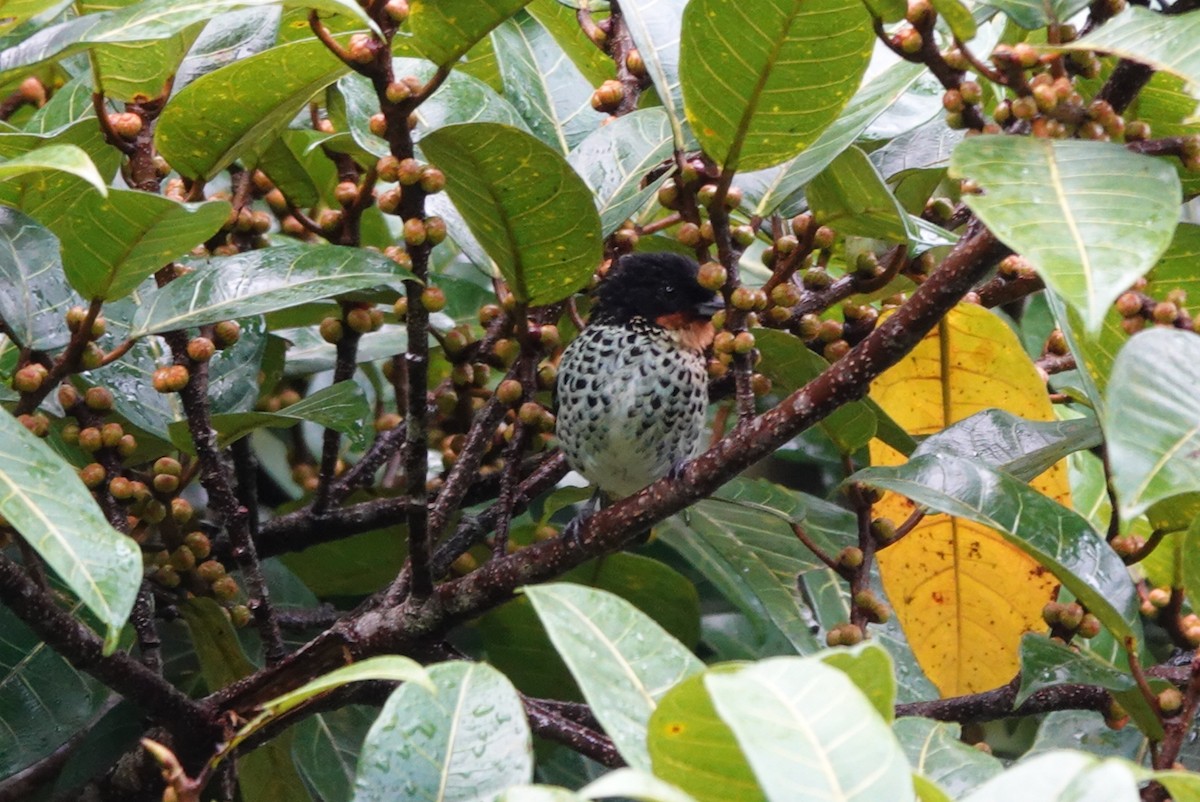Rufous-throated Tanager - ML638425759