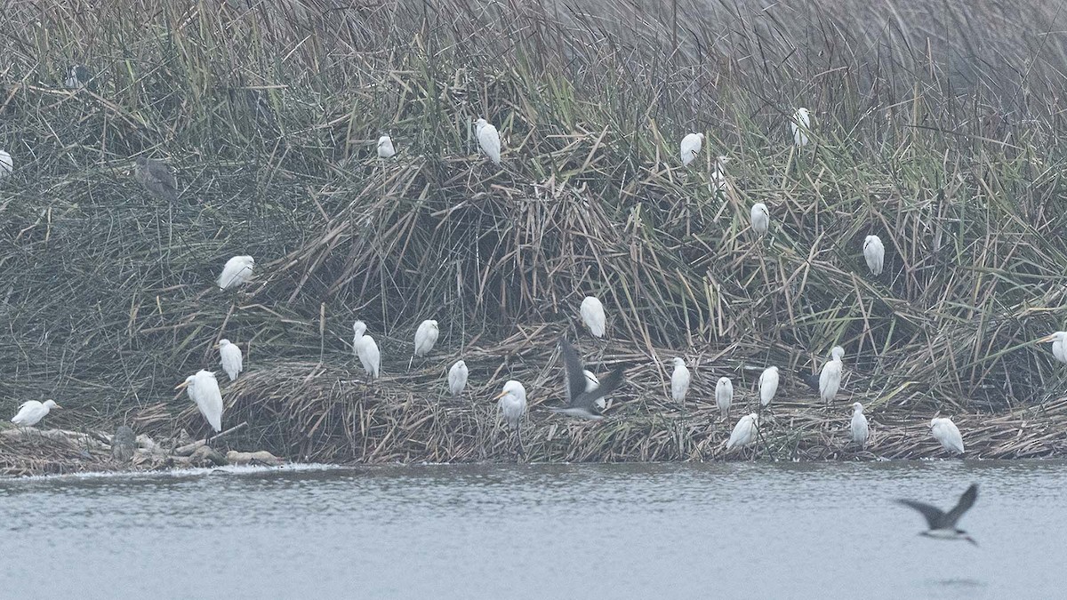 Western Cattle-Egret - ML638425776