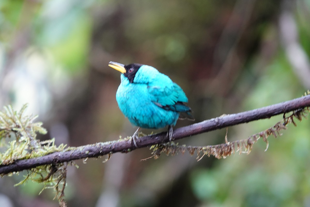 Green Honeycreeper - ML638425777