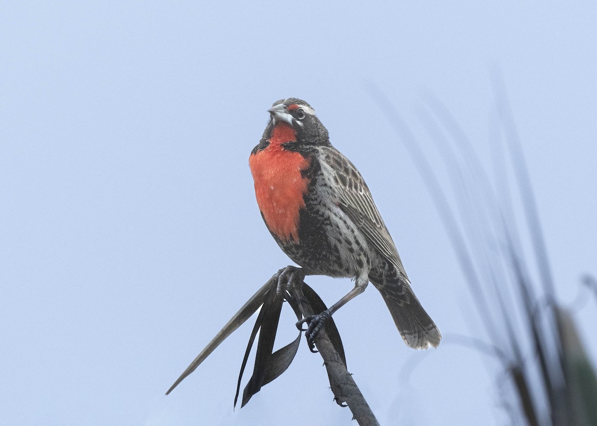Peruvian Meadowlark - ML638425783