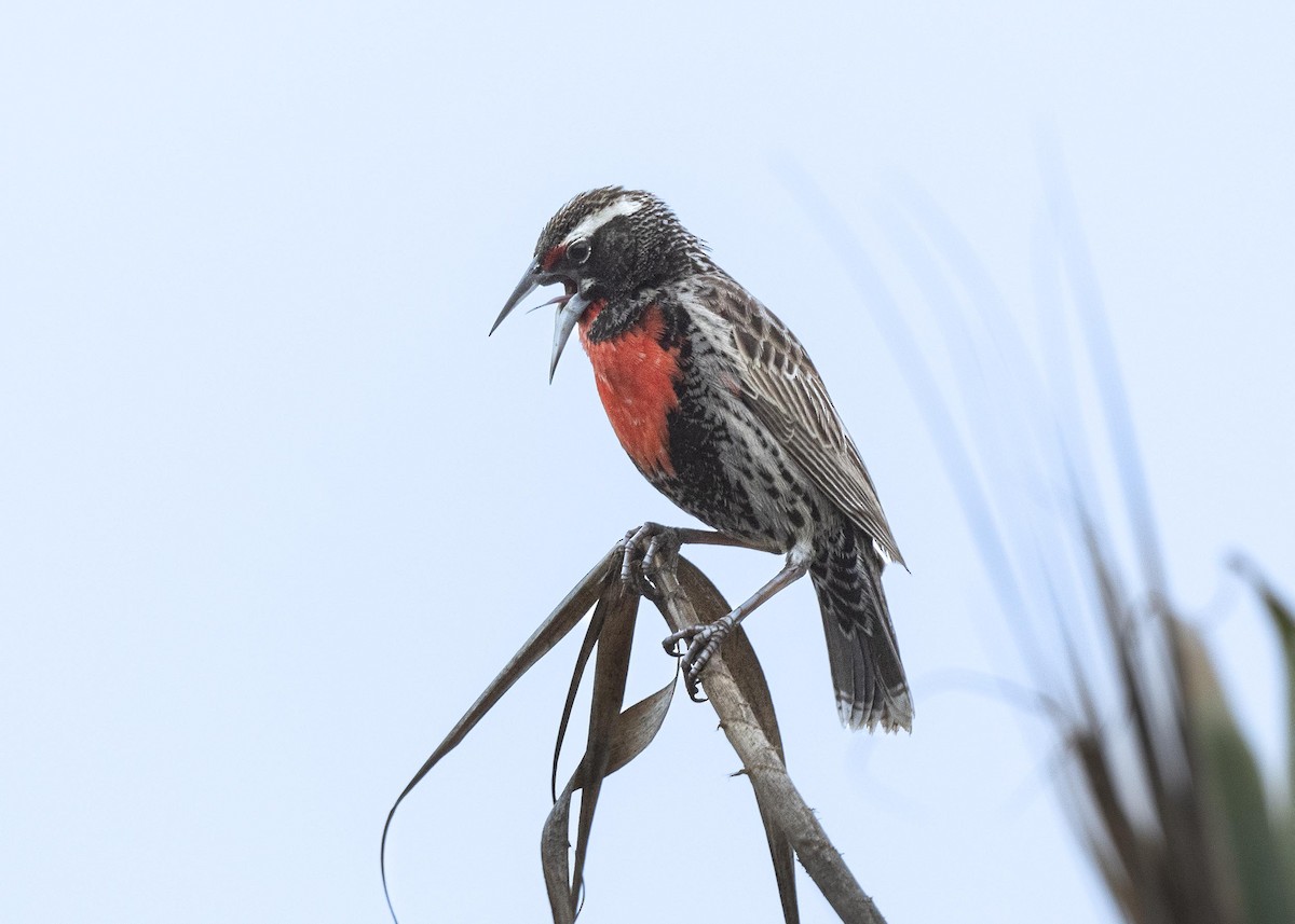 Peruvian Meadowlark - ML638425784