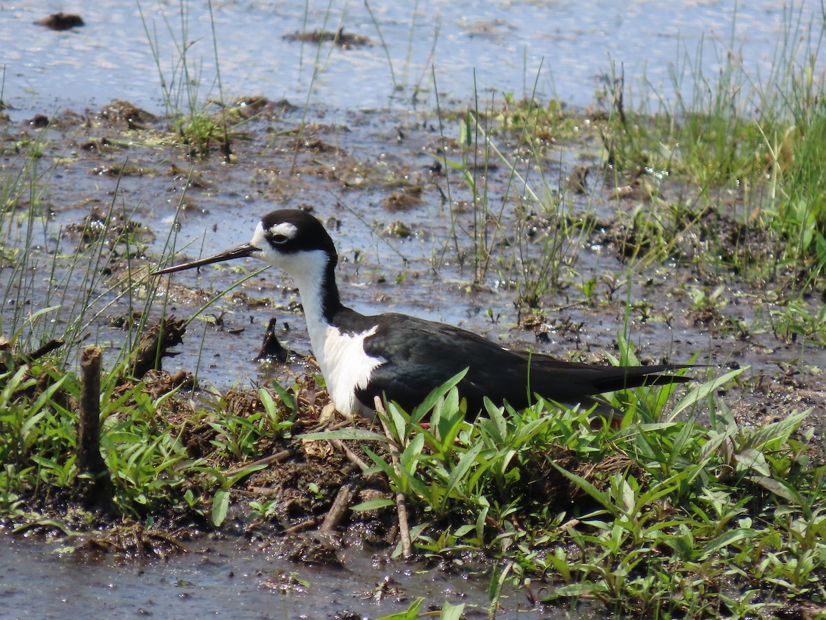 Black-necked Stilt - ML638425789