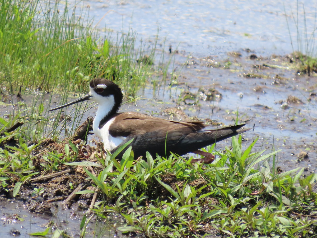 Black-necked Stilt - ML638425790