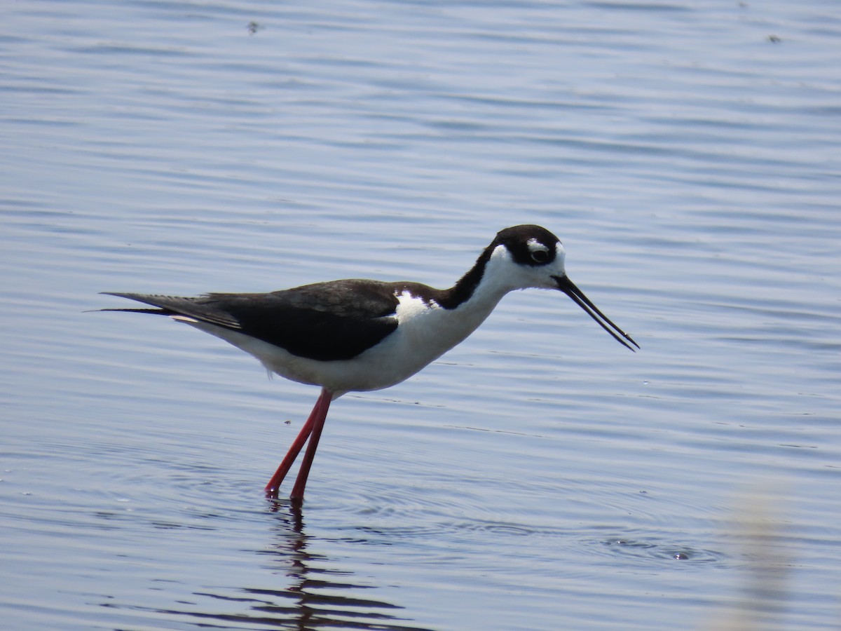 Black-necked Stilt - ML638425806